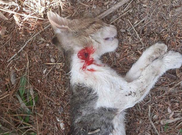 Αχαρνές Αττικής: Βρήκε το γατάκι της νεκρό, πυροβολημένο με αεροβόλο