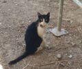 Έκκληση για τραυματισμένη γάτα στο Ρέθυμνο