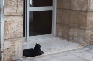 Καλλιθέα Αττικής: Έκκληση για την υιοθεσία της γάτας που την πέταξαν στον δρόμο μόλις πέθανε η κηδεμόνας της (βίντεο)