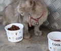 Βρέθηκε γκρι γάτα με περιλαίμιο στα Κάτω Πετράλωνα στην Αθήνα