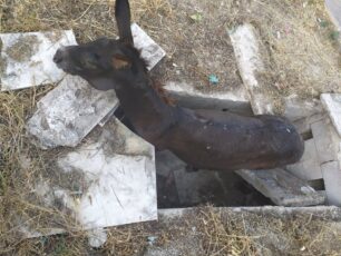 Λέσβος: Γαϊδούρι εγκλωβίστηκε σε κενό τάφο στο Ίππειο