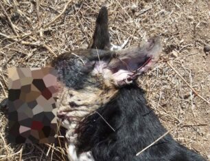 Μεθυσμένος συνταξιούχος αστυνομικός πυροβόλησε και σκότωσε σκύλο στην Καλλιθέα Κορινθίας