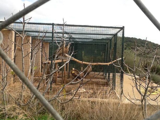 Σε κίνδυνο εξαιτίας της φωτιάς τα ζώα της ΑΝΙΜΑ που φιλοξενούνται σε κλωβούς στα Καλύβια Αττικής (ηχητικό)