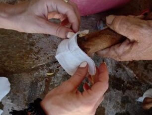 Ζώα νεκρά και τραυματισμένα από τη φωτιά στα Καλύβια Αττικής – Υπάρχουν ανάγκες για ζωοτροφές (βίντεο)