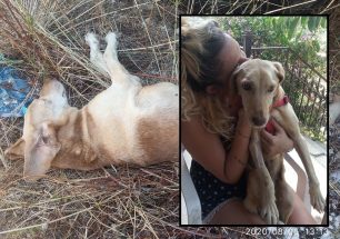 Καναλάκι Πρέβεζας: Έσωσαν σκύλο στον οποίο οι ντόπιοι δεν έδιναν ούτε νερό (βίντεο)