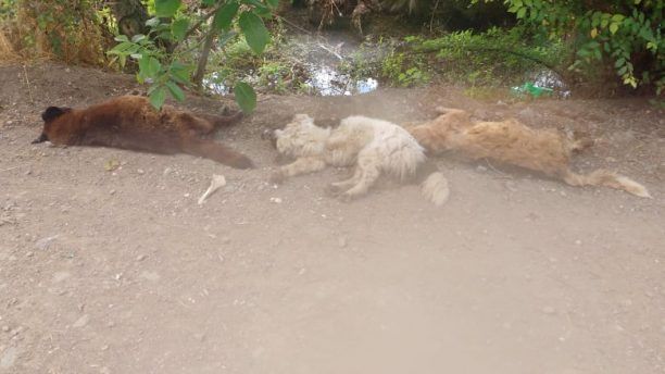 Βρήκαν δολοφονημένα με φόλες πολλά σκυλιά έξω από το καταφύγιο του Φιλοζωικού Ομίλου Καρδίτσας