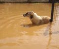 Καρδίτσα: Έκκληση για φιλοξενίες σκυλιών & οικονομική ενίσχυση μετά την καταστροφική πλημμύρα (βίντεο)