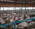 Τεράστιος αριθμός ζώων πνίγηκε και σε κτηνοτροφικές μονάδες της Καρδίτσας (βίντεο)