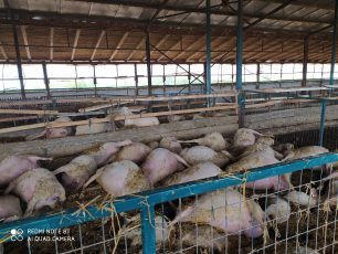 Τεράστιος αριθμός ζώων πνίγηκε και σε κτηνοτροφικές μονάδες σε Καρδίτσα - Λάρισα (βίντεο)