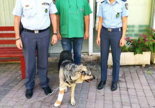 Κατερίνη Πιερίας: Συνελήφθησαν άνδρας και γυναίκα που πέταξαν σκύλο από μπαλκόνι 2ου ορόφου