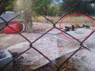 Μικρή ποινή και με αναστολή για τον άνδρα που άφησε τα σκυλιά τους να πεθάνουν δεμένα στο Κορωπί Αττικής