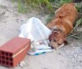 Βρήκε τον σκύλο νεκρό δεμένο σε τούβλο στα Κύμινα Θεσσαλονίκης