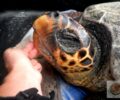 Λακωνία: Βασάνισε μέχρι θανάτου τη θαλάσσια χελώνα που χτύπησε στο κεφάλι