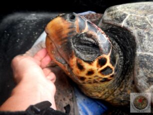 Λακωνία: Βασάνισε μέχρι θανάτου τη θαλάσσια χελώνα που χτύπησε στο κεφάλι