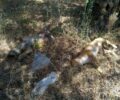 Δολοφόνησε με φόλες πέντε σκυλιά στον Σκόπελο Λέσβου