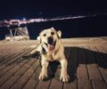 Απαγόρευσε σε σκύλο οδηγό – τυφλών να ταξιδέψει στο Κ.Τ.Ε.Λ. Μεσσηνίας