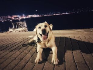 Απαγόρευσε σε σκύλο οδηγό – τυφλών να ταξιδέψει στο Κ.Τ.Ε.Λ. Μεσσηνίας