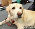 Ο πρόεδρος του Κ.Τ.Ε.Λ. Μεσσηνίας ζήτησε συγνώμη για την απαγόρευση επιβίβασης σκύλου - οδηγού τυφλών