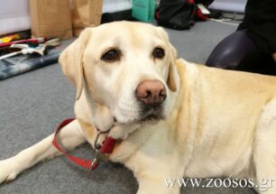Ο πρόεδρος του Κ.Τ.Ε.Λ. Μεσσηνίας ζήτησε συγνώμη για την απαγόρευση επιβίβασης σκύλου - οδηγού τυφλών