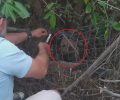 Έσωσαν αρκουδάκι που παγιδεύτηκε σε συρματόπλεγμα στη Μεσοποταμία Καστοριάς (βίντεο)