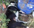 Νεκρός από φόλα σκύλος στον Μεσοπόταμο Πρέβεζας