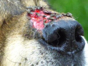 Σκύλος αλυσοδεμένος με πληγή στο κεφάλι κοντά στη Μύκη Ξάνθης