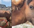 Βρήκαν άλογα με δεμένα τα πόδια σε άθλιες συνθήκες σε ορεινή περιοχή της Μυκόνου