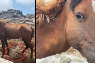 Βρήκαν άλογα με δεμένα τα πόδια σε άθλιες συνθήκες σε ορεινή περιοχή της Μυκόνου