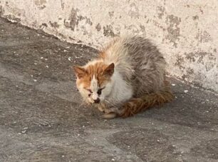 Ζητούν απ’την τουρίστρια να πληρώσει γιατί ο Δήμος Μυκόνου δεν έχει χρήματα για την περίθαλψη αδέσποτης γάτας