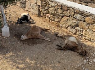 Μύκονος: Βρήκε 6 από τις κατσίκες του δηλητηριασμένες στην Ελιά