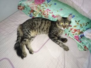 Χάθηκε θηλυκή νεαρή γάτα στη Χαλκίδα Εύβοιας