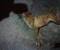Σκύλος δολοφονημένος με φόλα στη Νέα Καρδιά Κοζάνης