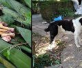 Πάργα Πρέβεζας: Γλύτωσε σκύλος από φόλα που ήταν δηλητηριασμένο κοτόπουλο