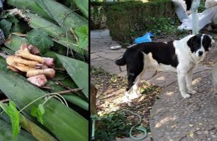 Πάργα Πρέβεζας: Γλύτωσε σκύλος από φόλα που ήταν δηλητηριασμένο κοτόπουλο