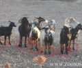 Πάρος: Συνέλαβαν κτηνοτρόφους που κακοποιούσαν ζώα τους με παστούρες – Τι είχε καταγγείλει στο zoosos.gr (βίντεο)