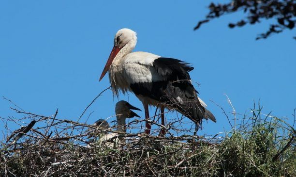 Περισσότερα πελαργάκια σε σχέση με πέρυσι εκκολάφθηκαν στο Δέλτα Αξιού