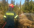 Γλύτωσαν τα σκυλιά από τις φλόγες μετά την πυρκαγιά στον Βύρωνα Αττικής - Έκκληση για φιλοξενίες