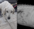 Απευθύνουν έκκληση για να καλύψουν τα έξοδα του πυροβολημένου σκύλου που βρέθηκε στην Ηλιούπολη Αττικής