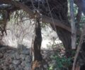 Ρέθυμνο: Κρέμασε σκύλο σε δέντρο στο Ρισβάν Μετόχι