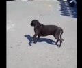 Μεταφέρθηκε για περίθαλψη ο τραυματισμένος σκύλος απ' το Αιάντειο Σαλαμίνας (βίντεο)