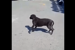 Μεταφέρθηκε για περίθαλψη ο τραυματισμένος σκύλος απ' το Αιάντειο Σαλαμίνας (βίντεο)