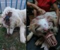 Έκκληση για τα έξοδα σκύλου που βρέθηκε με ανοιγμένο κεφάλι στη Σκύδρα Πέλλας