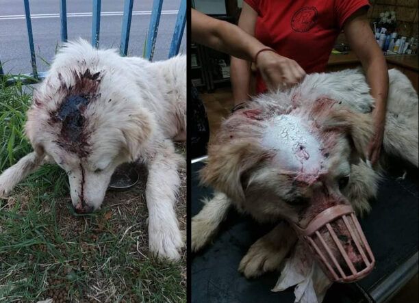 Έκκληση για τα έξοδα σκύλου που βρέθηκε με ανοιγμένο κεφάλι στη Σκύδρα Πέλλας