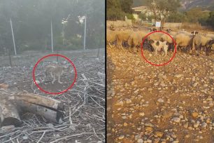 Αχαΐα: Έκκληση για να σωθούν δύο σκυλιά που υποφέρουν (βίντεο)