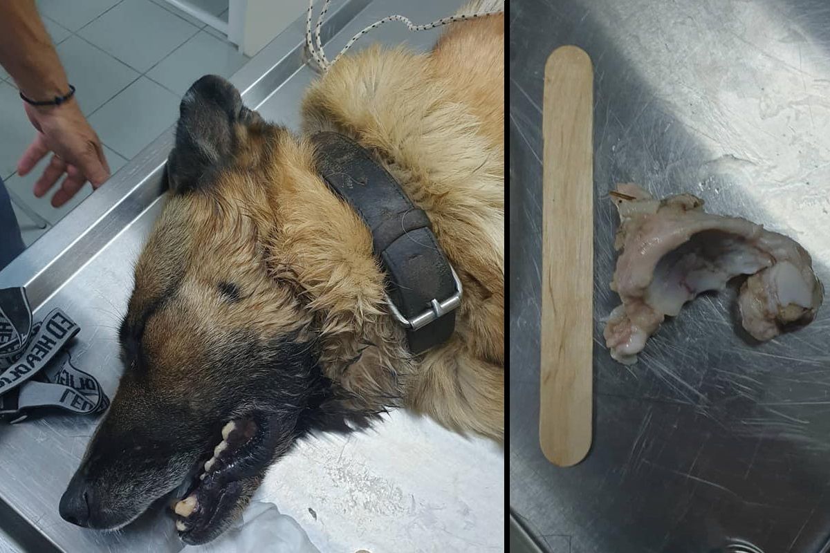 Τα κόκκαλα είναι εξαιρετικά επικίνδυνα για σκυλιά και γάτες 1 SkylosKokkalo1 9 2020