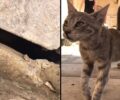 Σύρος: Τουρίστες έσωσαν γατάκι που βρέθηκε κλεισμένο σε τρύπα κολώνας στο Τελωνείο Ερμούπολης