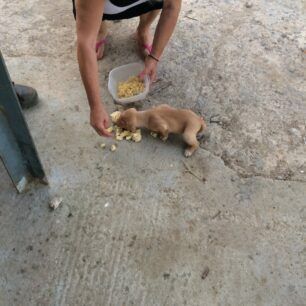 VoniIrakleiouKoutaviPyrosvestes3 7 2020 4