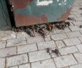 Εκατοντάδες νεκρά πουλιά στην παραλία της Χαλκίδας στην Εύβοια