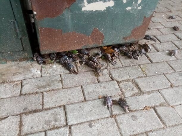 Εκατοντάδες νεκρά πουλιά στην παραλία της Χαλκίδας στην Εύβοια