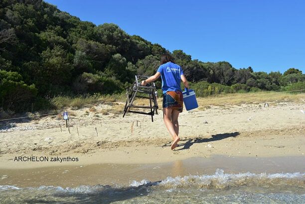 ΑΡΧΕΛΩΝ: Ανέλπιστα μεγάλος αριθμός φωλιών Caretta σε Ελλάδα και Μεσόγειο